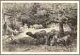 Lovely French Sheep Engraving