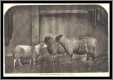 Lovely Sheep Engraving