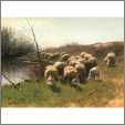 Lovely Sheep Picture
