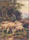 Lovely Shepherd with Tranquil Sheep