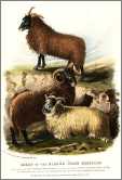Low Welsh Mountain Sheep