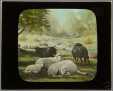 Magic Lantern Slide Sheep