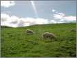 Malham North Yorks Sheep