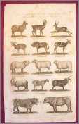 Mammalia Wood Cut 1780 Sheep Bulls