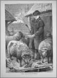 Man with Sheep and Turnips