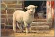 Marys Lamb