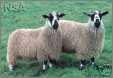 Masham Ewes