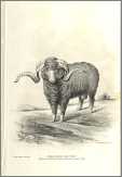 Merino Sheep20