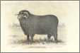 Merino Sheep23