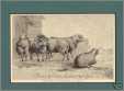 Merino Sheep Resting