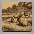 Minton Sheeptile