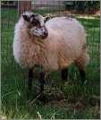 Mirkface Shetland Ewe