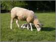Mom and Lamb
