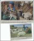 Mongolian Shepherd B