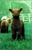 Moorit Lamb