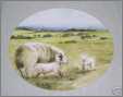 Moorland Sheep Wc