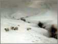 More Sheep in Snow