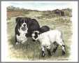 Mossminnie BC and Lamb
