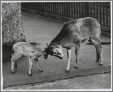 Mouflon Mountain Sheep London Zoo