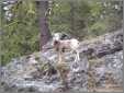 Mountain Sheep Ewe