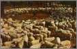MT Sheep Ready For Shearing