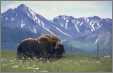 Musk Ox By Mountains