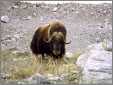 Musk Ox Named Willie