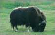 Musk Ox Profile