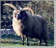 Navajo Churro Ram