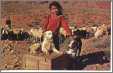 Navajo Girl with Dogs and Sheep