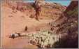 Navajo Indians Herding Sheep