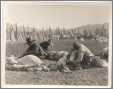 Navajo Shearers Shearing Sheep