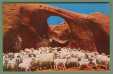 Navajo Sheep