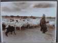 Navajo Woman Addresses Her Flock of Sheep