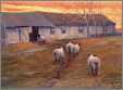 New England Sheep to the Barn