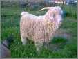 Nice Angora Goat