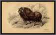 Nice Musk Ox