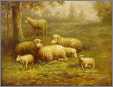 Nice Pastorial Sheep