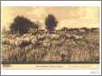 Ny Sheep Postcard
