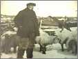 Old Sheep Farmer with Sheep