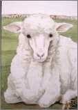 Original Aceo Watercolor Rambouillet Sheep