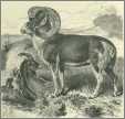 Pamir Wild Sheep Woodcut