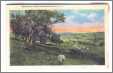 Pastoral Sheep Postcard