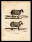 Pennant Cape Sheep Print 1793