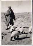 Persian Shepherd with Little Sheep