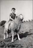 Photo Boy on a Sheep