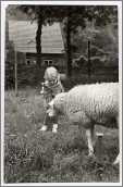 Photo Little Girl Feeding Sheep