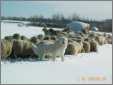 Polish Tatra Guards Her Flock