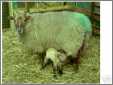 Portland X Suffolk Ewe with Lamb