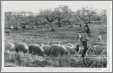 Portugal Shepherd and Sheep Flock